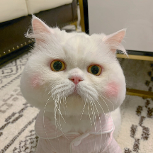 了解貓糧哪個(gè)牌子質(zhì)量好性價(jià)比高，給貓咪更安心的營養(yǎng)