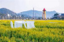 吸引超數(shù)萬次游客打卡！稅務場村網(wǎng)紅七彩油菜花文化節(jié)“火”出圈