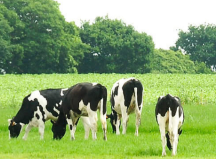 圣元奶粉對(duì)比飛鶴奶粉，哪個(gè)更好？買奶粉還是得了解這些方面