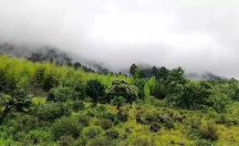 論閩南烏龍“鐵觀音”，八馬茶業(yè)品質(zhì)獨(dú)樹一幟