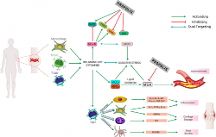 鶴松醫(yī)藥|蜂膠抗炎機(jī)制的研究