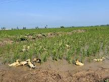 壹晌稻米：源自核心產(chǎn)區(qū)質(zhì)量保障 百姓飯桌上的不二之選