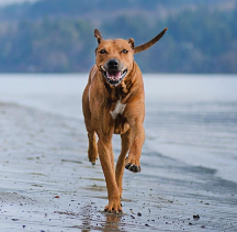 從狗狗飲食天性出發(fā)，解析原始獵食渴望狗糧究竟好在哪!