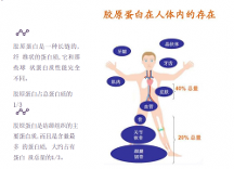 美白神器今夏讓你白兩度，你用過(guò)嗎？  --溫德麗煙酰胺彈性蛋白肽果味飲品
