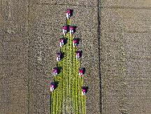 豐收中國 濰柴雷沃智能農(nóng)機讓“三秋更有底氣”