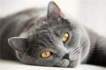 貓糧什么牌子好又便宜? 教你如何挑選貓糧