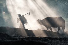 上海三思立體育苗系統(tǒng)Vertical X打造“不見光”人工農場 